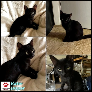 Schmusebacke Jasper sucht sein Zuhause  Bild 7