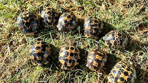  Biete Strahlenschildkröten, (geochelone) Astrochelys Radiata NZ 26 "Weibchen? Je 490,-- 