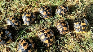 Strahlenschildkröten, Astrochelys Radiata NZ 26 "Weibchen? Je 490,--
