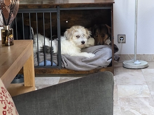 Junghund Fluffy  sucht zuhause 