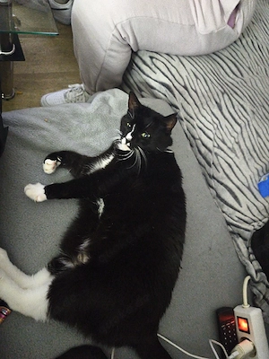 katze weiblich zu verschenken 