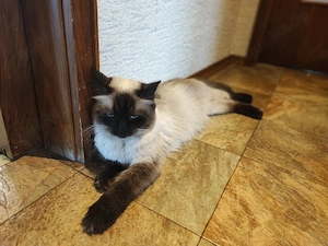 Siam Mix Kitten  Bild 4
