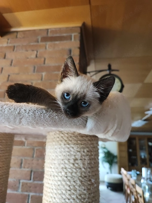 Siam Mix Kitten  Bild 3