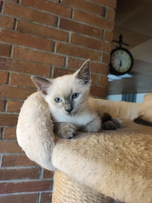 Siam Mix Kitten  Bild 6