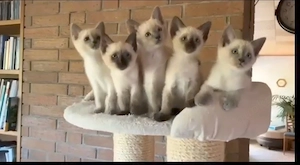 Siam Mix Kitten 