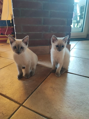 Siam Mix Kitten  Bild 2