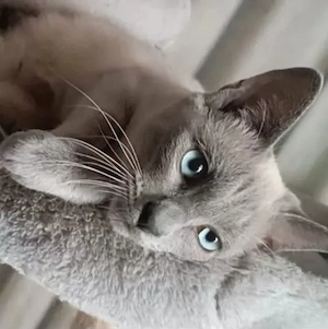 Siam Mix Kitten  Bild 9