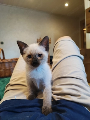 Siam Mix Kitten  Bild 5