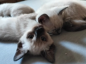 Siam Mix Kitten  Bild 7