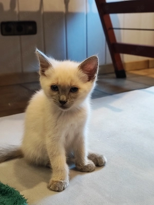 Siam Mix Kitten  Bild 8