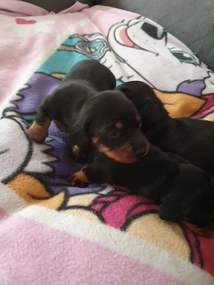 Dackel welpen  Bild 5