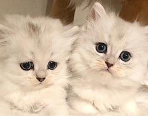 Perser Chinchilla BLH Kitten Kater