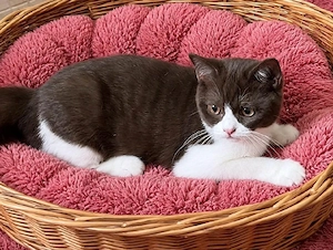 Schöne BKH - Britisch Kurzhaar Kitten in Chocolate White 
