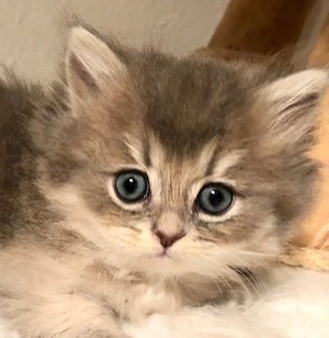 Britisch Langhaar Perser Kitten Kater