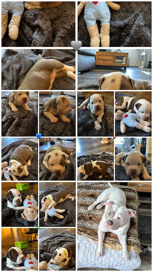 Old english Bulldog Mix Welpen 