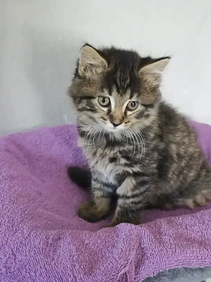 Norwegermix mal Perser Kater sucht sein Zuhause