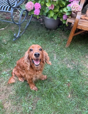 Cockapoo welpen  Bild 2