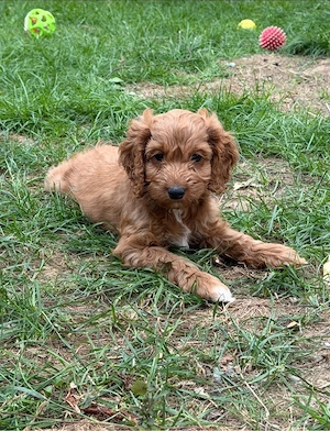 Cockapoo welpen  Bild 9