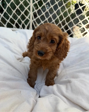 Cockapoo welpen  Bild 4