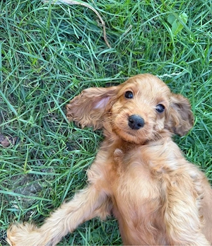 Cockapoo welpen  Bild 5
