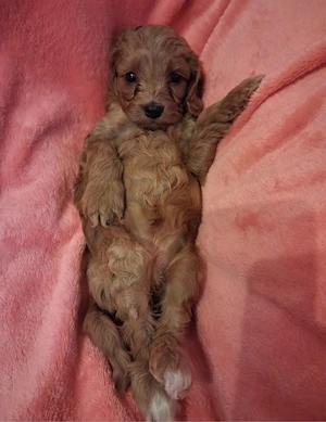 Cockapoo welpen  Bild 3