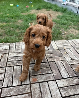Cockapoo welpen  Bild 6