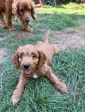 Cockapoo welpen  Bild 8