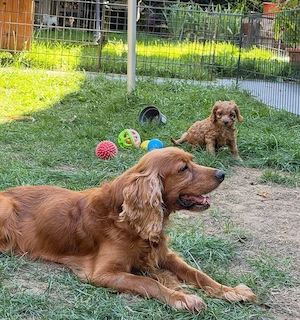 Cockapoo welpen  Bild 7