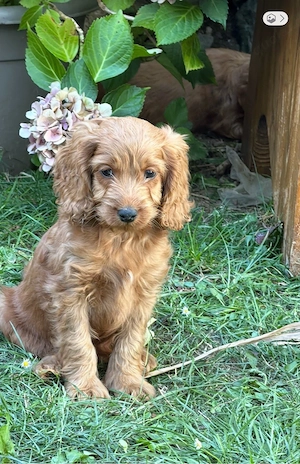 Cockapoo welpen  Bild 10