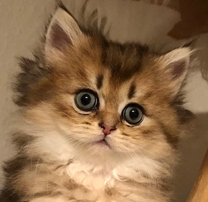 Britisch Langhaar Perser Kitten Mädchen