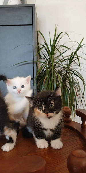 Perser-Mix-Katzen