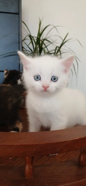 Wunderschöne Perser-Mix-Kitten suchen ein liebevolles Zuhause 