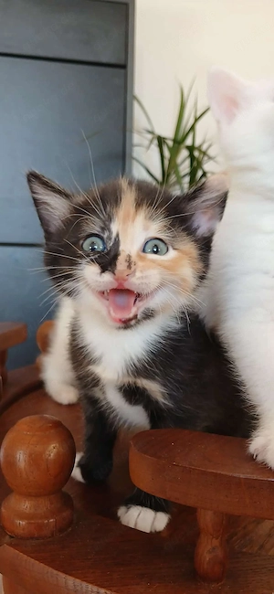 Perser-Mix-Katzen