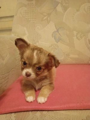 Wunderschöne chihuahua Welpen 