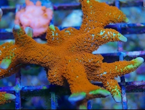 Montipora digitata