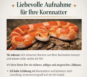   Liebevolle Aufnahme für Ihre Kornnatter  