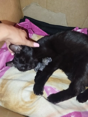 brittisch Kurzhaar kitten 