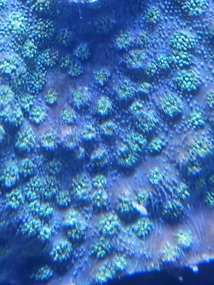 Plating Montipora   Neon Green Polyps
