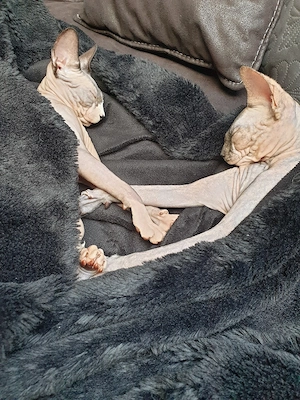 Verschmustes liebevolles Sphynx Pärchen 