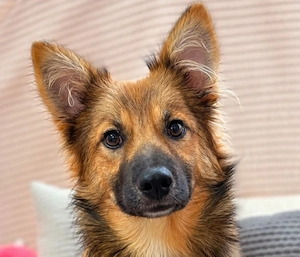 Benji - Halb Fuchs, halb Hund!