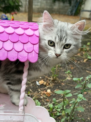 Babykatzen