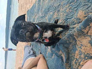 Hund sucht zuhause für immer