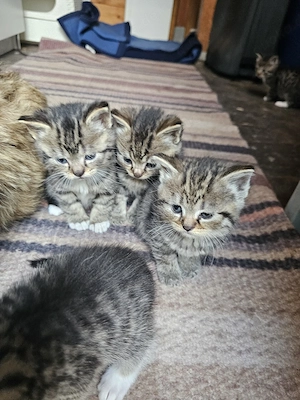 Babykater Angora Mix Kitten ab Oktober abzugeben 