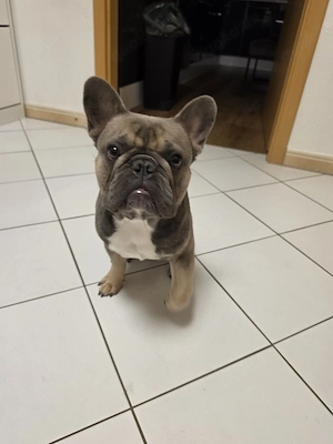 französisch bulldog
