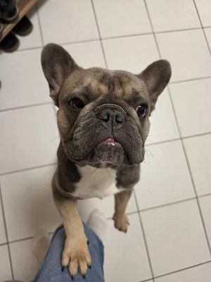 französisch bulldog 