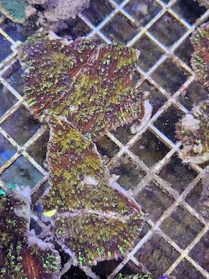 Montipora capricornis   Green Polyps