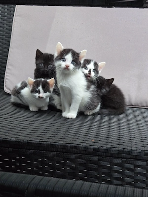 süsse kitten katzenbaby