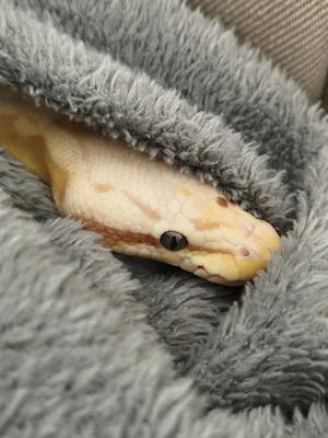 Python Regius Männchen  Bild 3