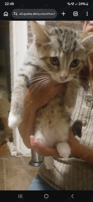 Katzenkinder suchen ein liebevolles Zuhause. 