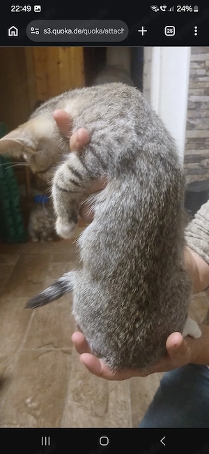 3 Babykatzen suchen ein schönes Zuhause 